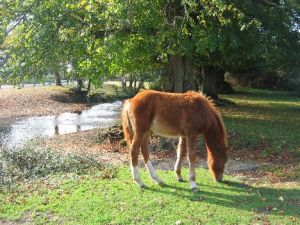 New Forest pony